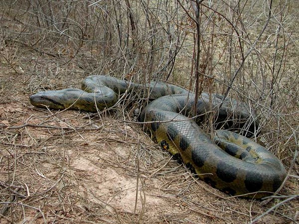 what is the largest green anaconda ever recorded what is the largest green anaconda ever recorded