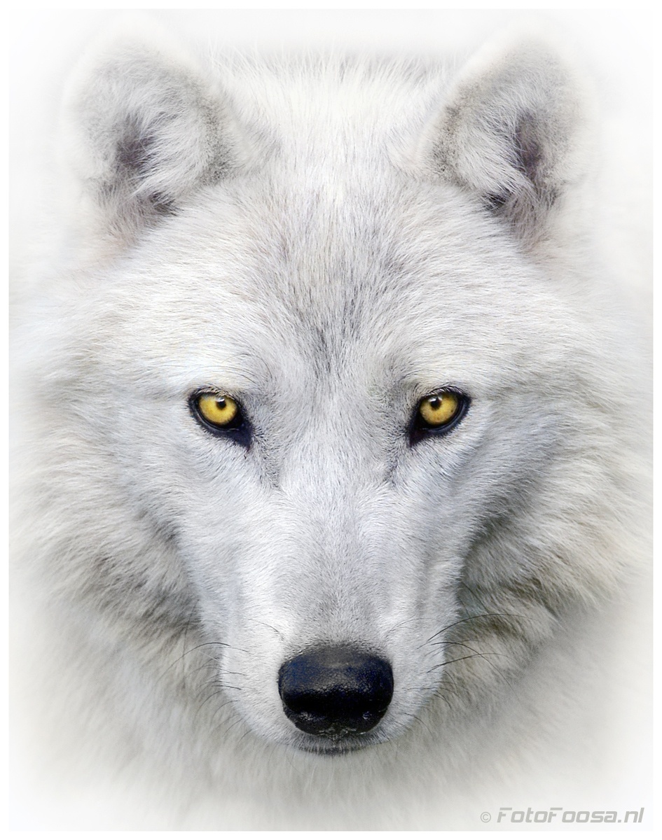 Le Loup Blanc Le Loup Blanc